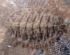 Mopalia porifera
