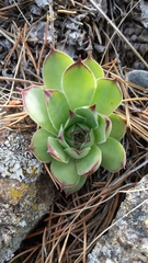 Sempervivum tectorum