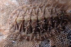 Mopalia porifera