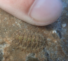 Mopalia porifera