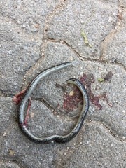 Afrotyphlops schlegelii