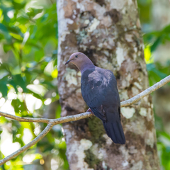 Patagioenas plumbea
