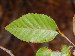 Nothofagus alessandrii