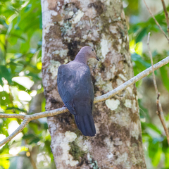Patagioenas plumbea