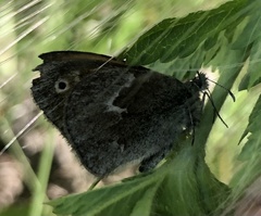 Coenonympha