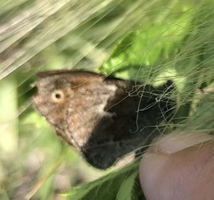 Coenonympha