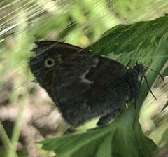 Coenonympha