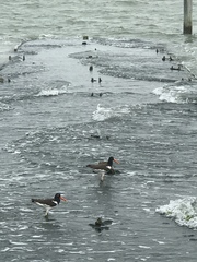 Haematopus palliatus