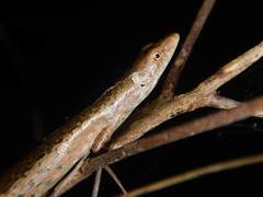 Caesoris novaecaledoniae