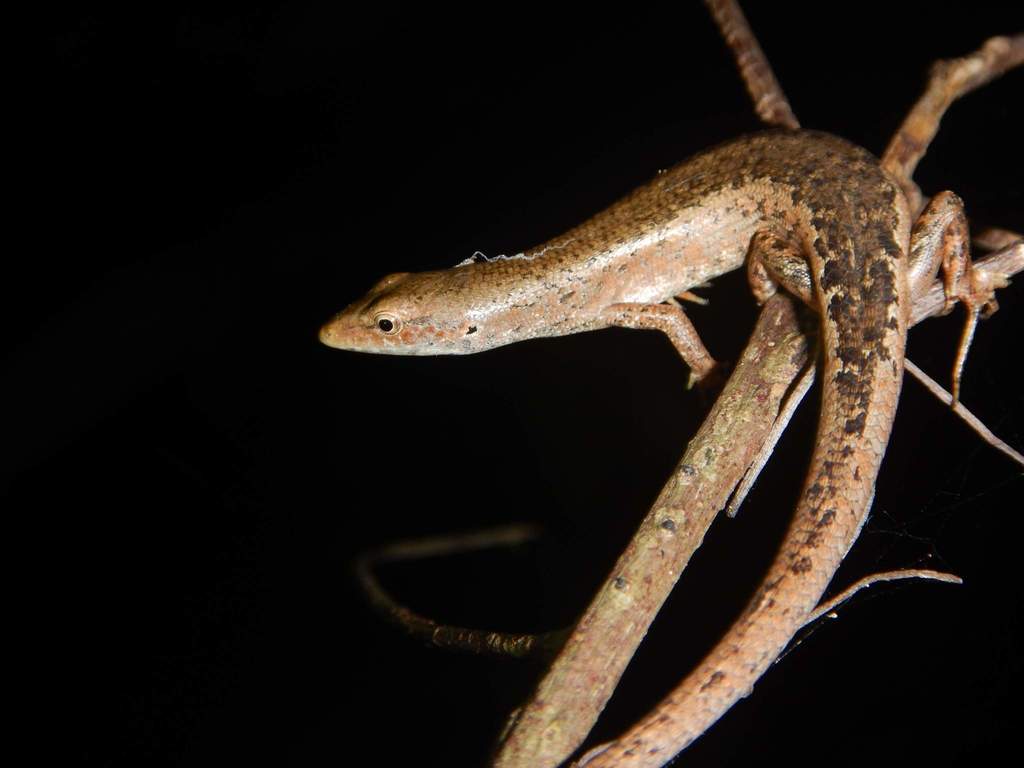 Blue-Mouthed Skink