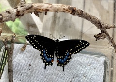 Papilio polyxenes