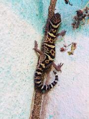 Coleonyx mitratus