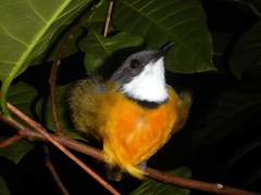 Pachycephala caledonica