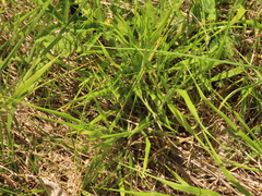 Carex tumulicola