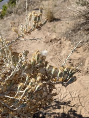 Tetradymia