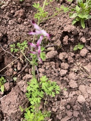 Fumaria muralis