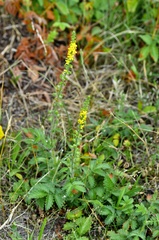 Agrimonia eupatoria