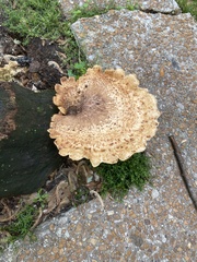 Cerioporus squamosus