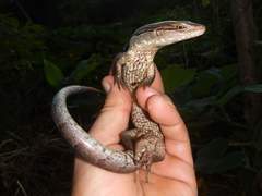 Phoboscincus garnieri