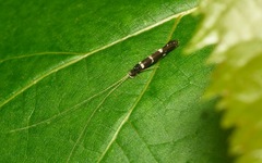 Leptocerus interruptus