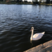 photo of Mute Swan (Cygnus olor)