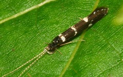 Leptocerus interruptus