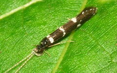 Leptocerus interruptus