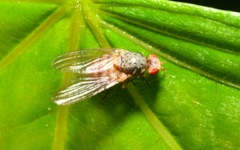 Pseudolyciella