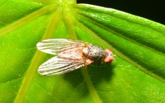 Pseudolyciella