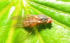 Pseudolyciella