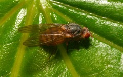 Pseudolyciella
