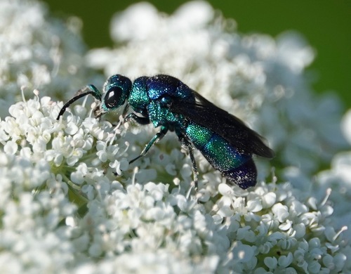 クロバネセイボウ (Chrysis fuscipennis) · iNaturalist