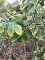Dalbergia benthamii