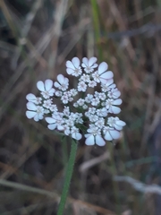 Tordylium