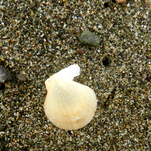 photo of Giant Rock Scallop (Crassadoma gigantea)