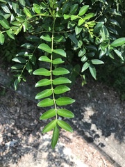 Zanthoxylum scandens