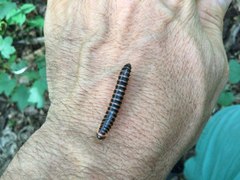 Semionellus placidus