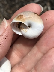 Helminthoglypta walkeriana