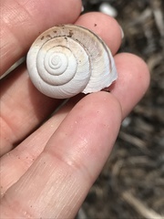 Helminthoglypta walkeriana