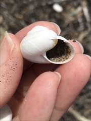 Helminthoglypta walkeriana