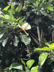 Magnolia perezfarrerae