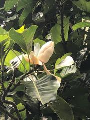 Magnolia perezfarrerae