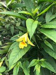 Sobralia xantholeuca