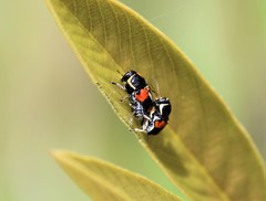 Griburius albilabris