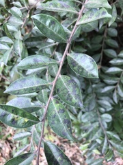 Ilex pubescens