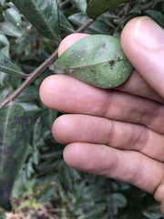 Ilex pubescens