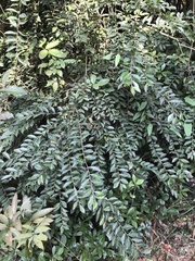 Ilex pubescens