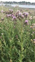 Cirsium arvense