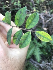 Ilex pubescens