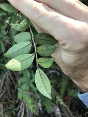 Ilex pubescens